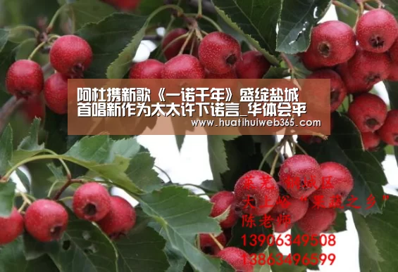阿杜携新歌《一诺千年》盛绽盐城 首唱新作为太太许下诺言_华体会平台(图3) 华体会平台