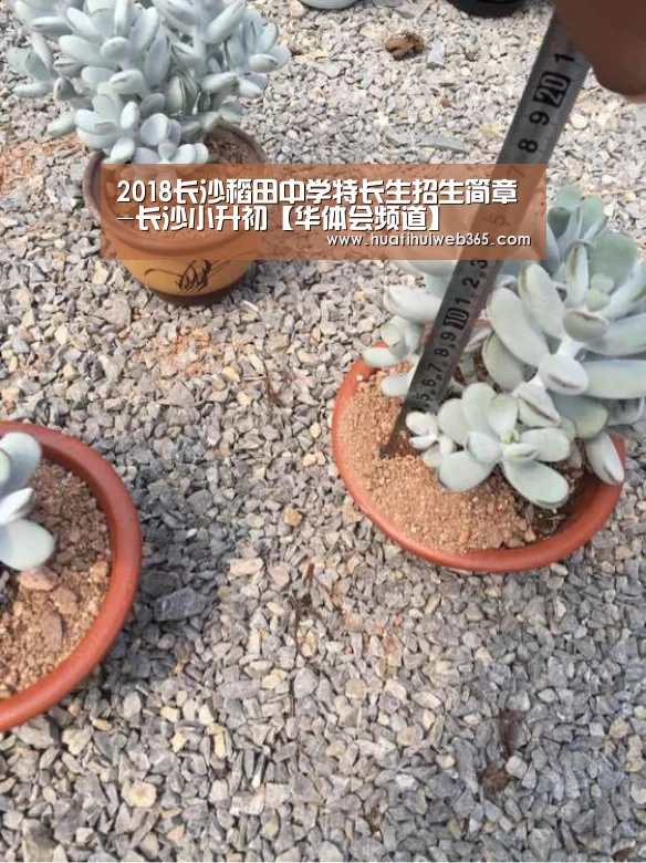 2018长沙稻田中学特长生招生简章-长沙小升初【华体会频道】(图3) 华体会入口